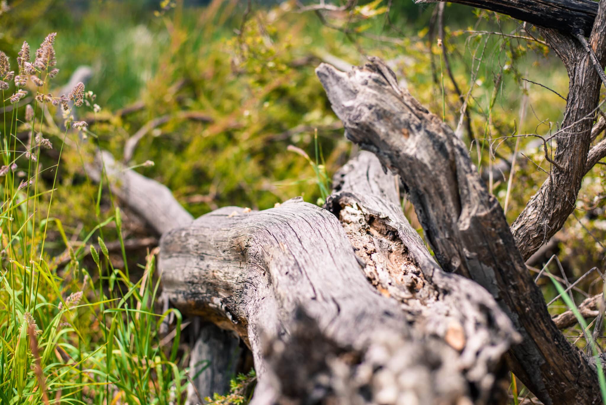 Souche d'arbre dans un jardin avant rognage à Royville