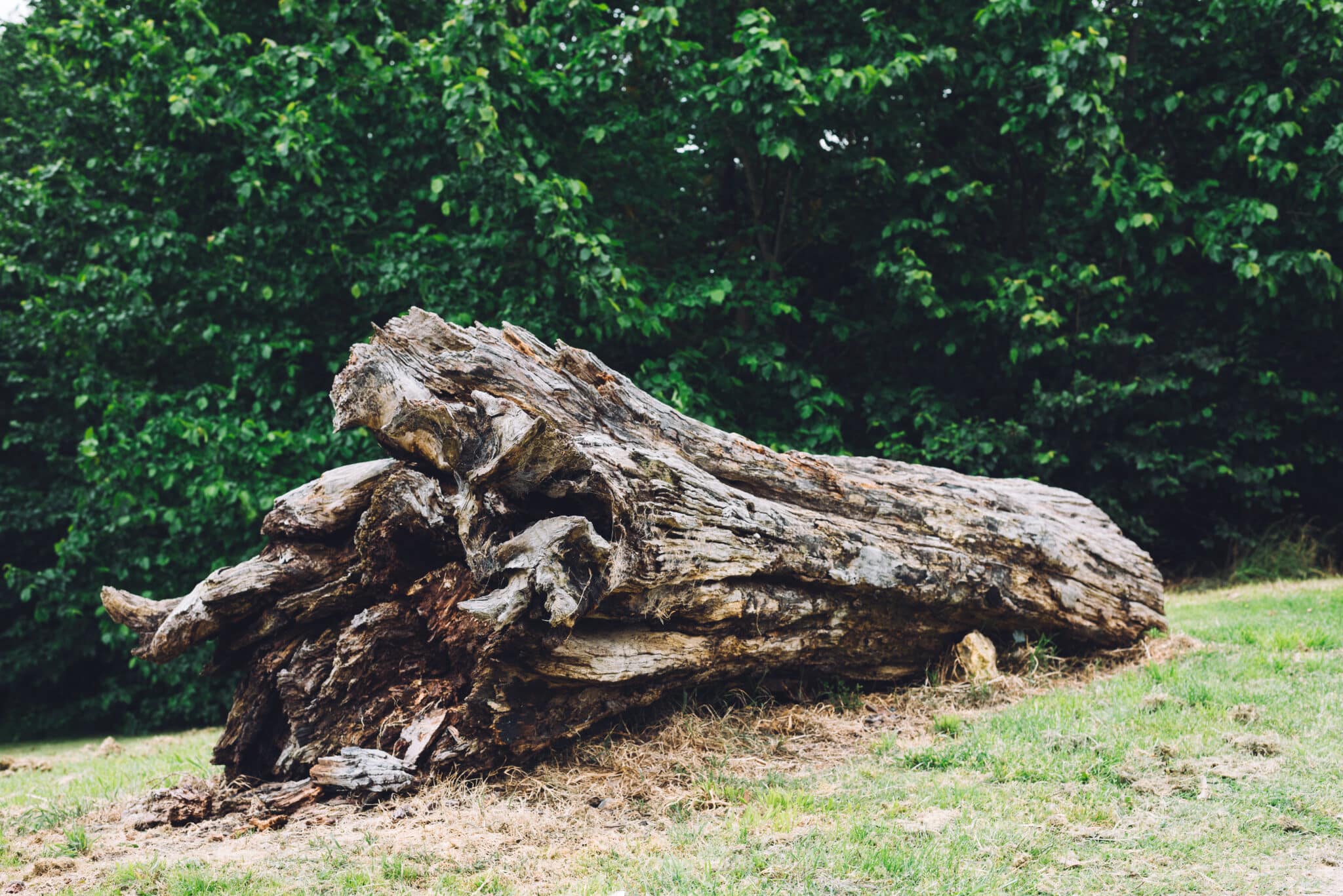 Rognage de grosse souche d'arbre de grand diamètre à Royville