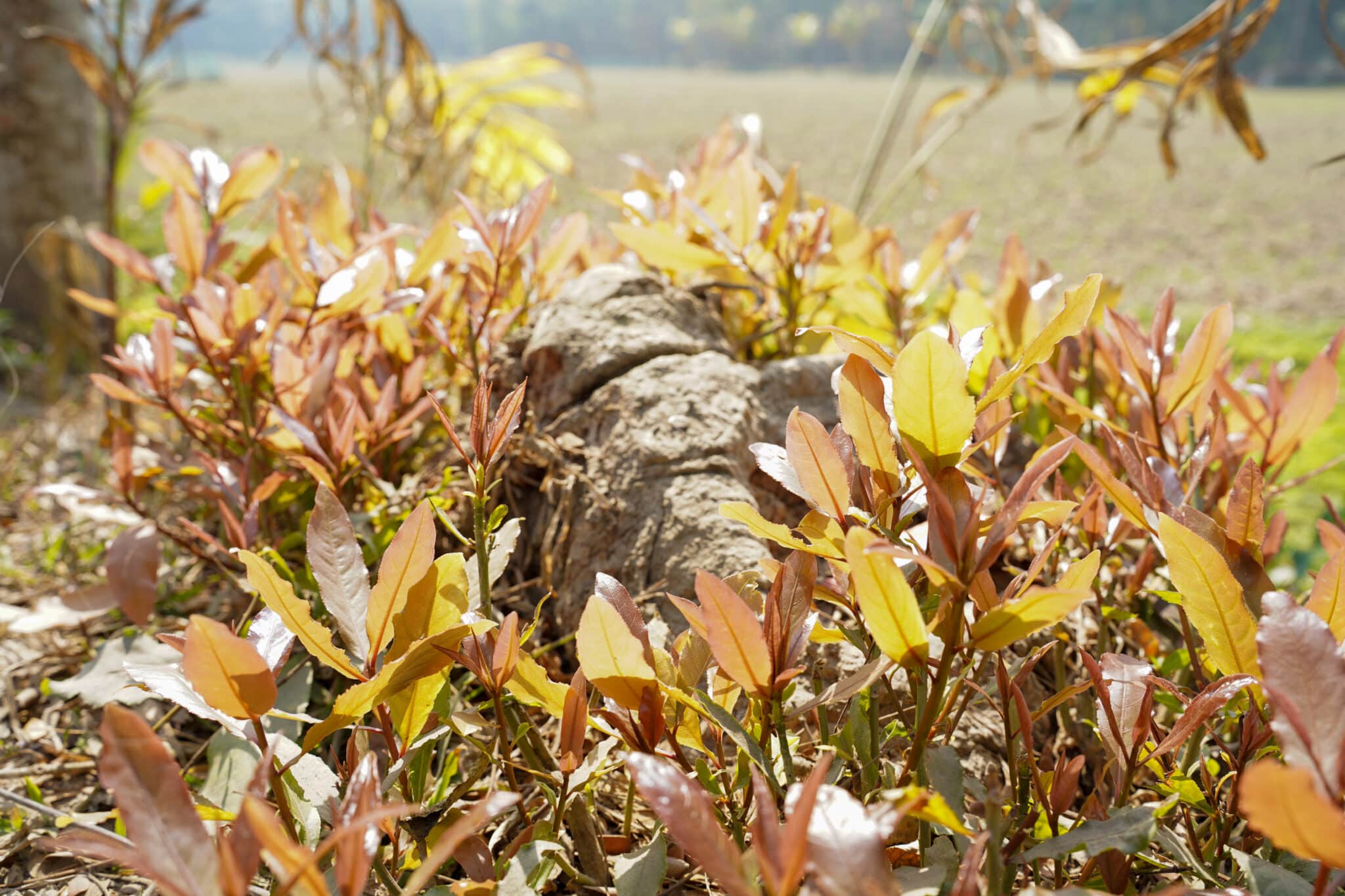 Paillage naturel en copeaux de bois pour massifs de jardin à Royville